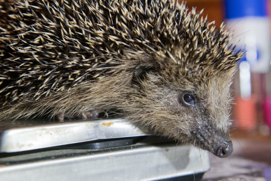 Ein Herz Fur Igel Fuhrt Zu Einem Vollen Haus 24