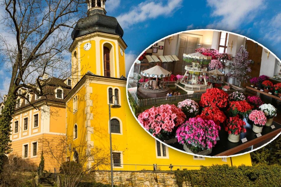 Azaleen erobern das Landschloss Zuschendorf