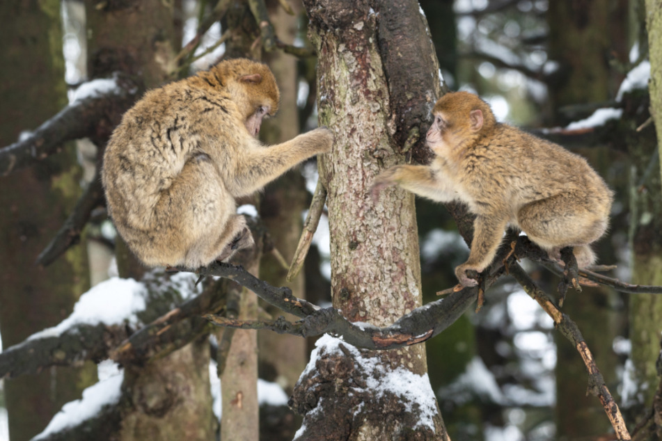 Zwei Berberaffen sitzen auf dem Affenberg auf einem mit Schnee bedeckten Baum. Hunderte Berberaffen leben in Deutschlands größtem Affenfreigehege nahe Salem.