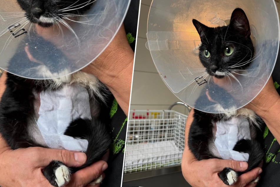 À cause d'un élastique à cheveux : c'est ainsi que Lola est arrivée au refuge pour animaux