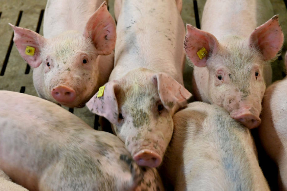 357 der insgesamt 607 im Mastbetrieb untergebrachten Schweine verendeten infolge Herz-Kreislauf-Versagens.