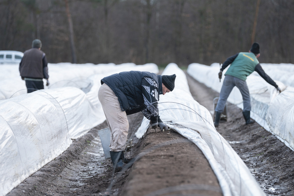 Arbeiter aus Rumänien ernten auf einem beheizten Feld Spargel.