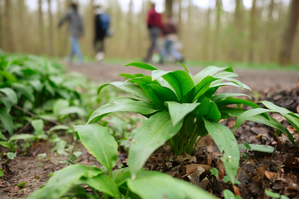 Bärlauch darf nur in kleiner Menge für den Eigenbedarf gepflückt werden.