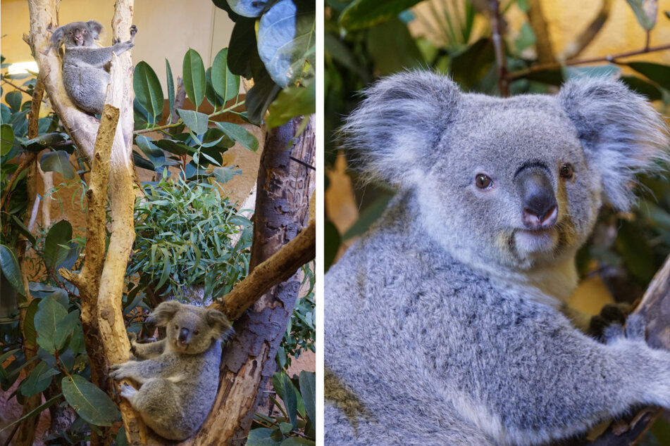 Paarungsversuche im Dresdner Zoo: Neue Liebesdame im Koala-Gehege!