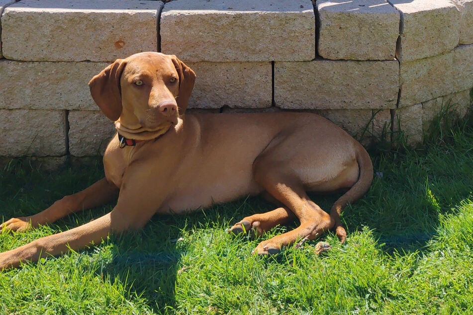 Hündin Bella entspannt im Garten ihrer Pflegefamilie.