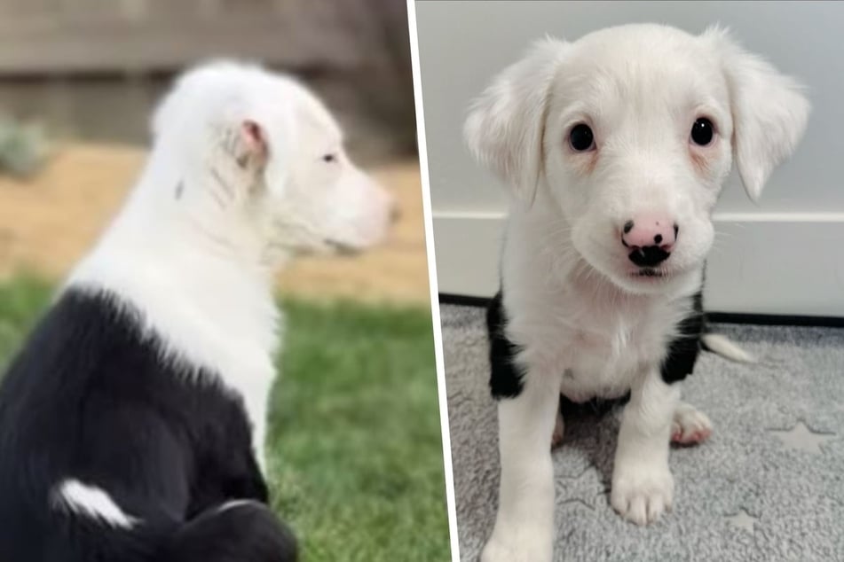 Foster puppy is left "crying" as she watches her siblings get adopted without her