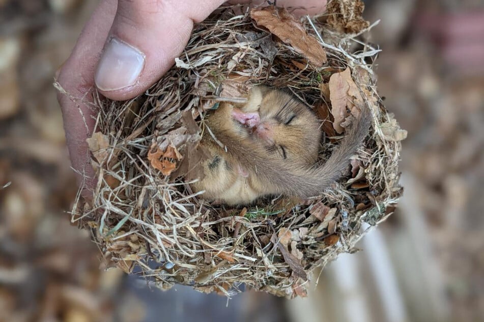 Haselmäuse sind in speziellen Nistkästen geschützt.