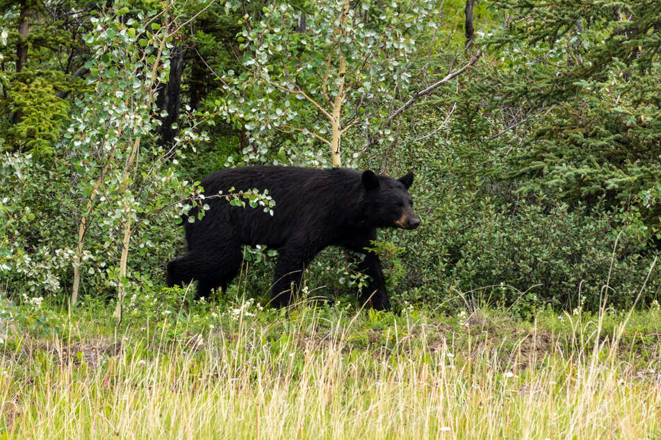In den Wäldern von Massachusetts sind Schwarzbären häufig anzutreffen. (Symbolbild)