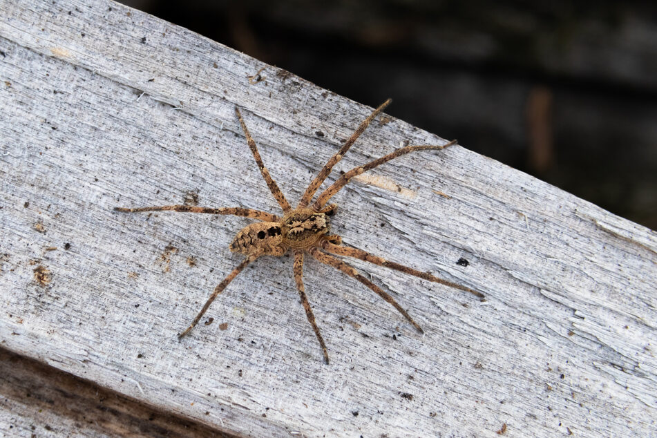 Mit ihren behaarten Füßen kann die Spinne auch glatte Oberflächen locker bewältigen.