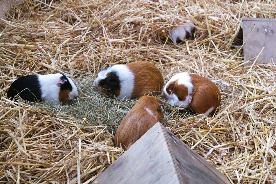 Meerschweinchen brauchen im Winter ein warmes Zuhause.
