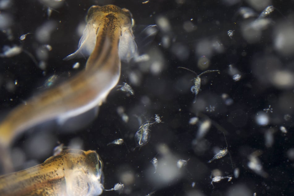 Zooplankton are some of the smallest ocean animals living on Earth.