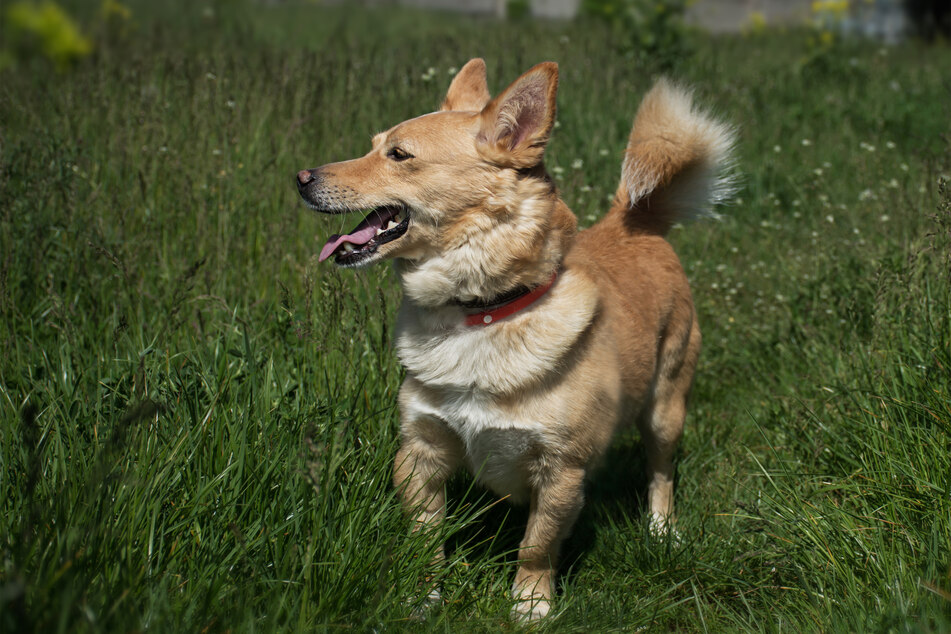 Dogs will often catch ticks when they play in the garden or go one walks.