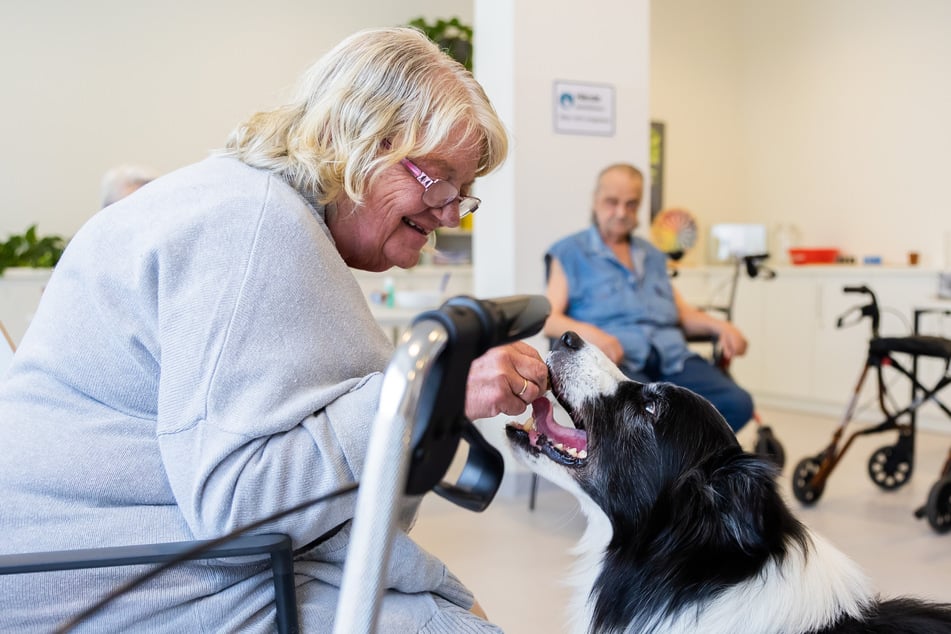Therapiehund Lewis-Oskar isst beim Besuch einer Patientengruppe auf der Akutgeriatrie des Sana Klinikums Lichtenberg ein Leckerli von einer Patientin.