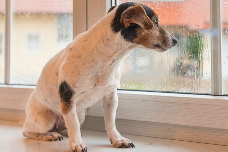 Alleinsein kann großen Stress bei Hunden auslösen.