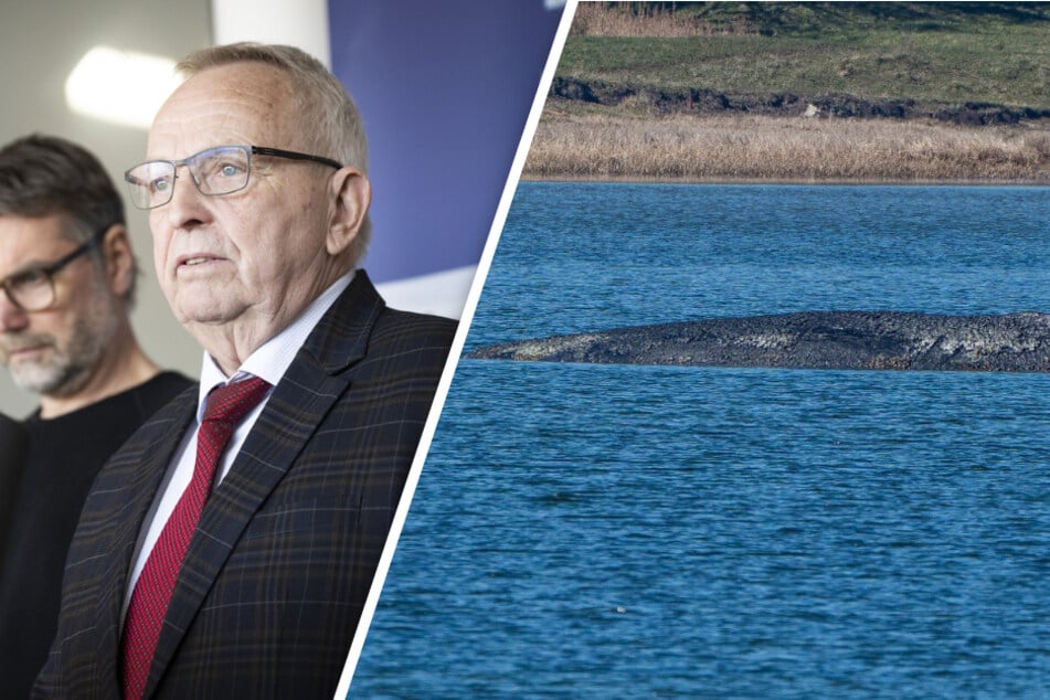 Buckelwal bewegt sich nicht vom Fleck: Minister und Co. bekommen Morddrohungen!