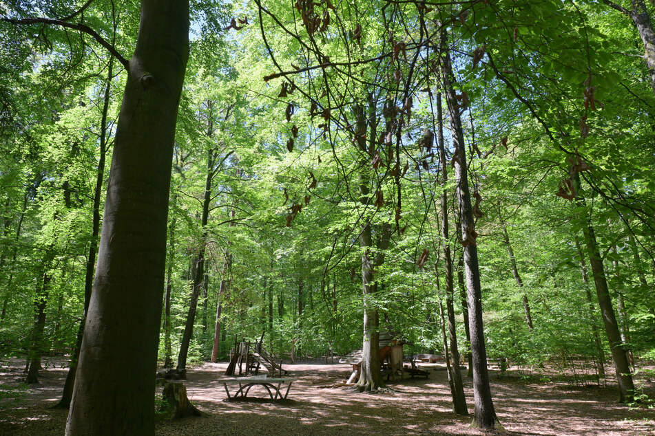 Aufgrund hoher Waldbrandgefahr hat die Stadt Dresden eine Allgemeinverfügung erlassen. (Symbolbild)