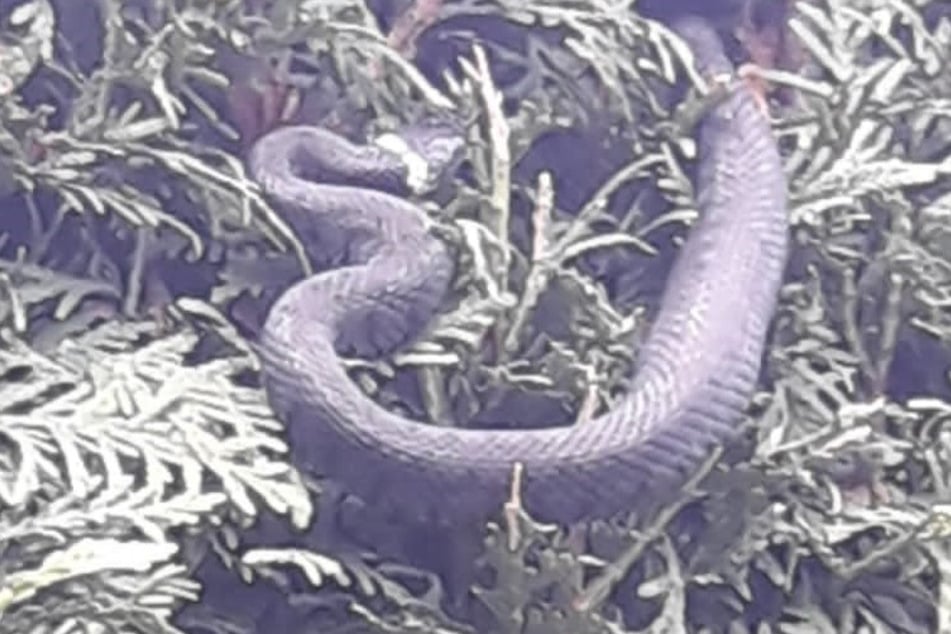 Bei dem Reptil handelte es sich um eine heimische Schlangenart, die dem Menschen nicht gefährlich werden kann.