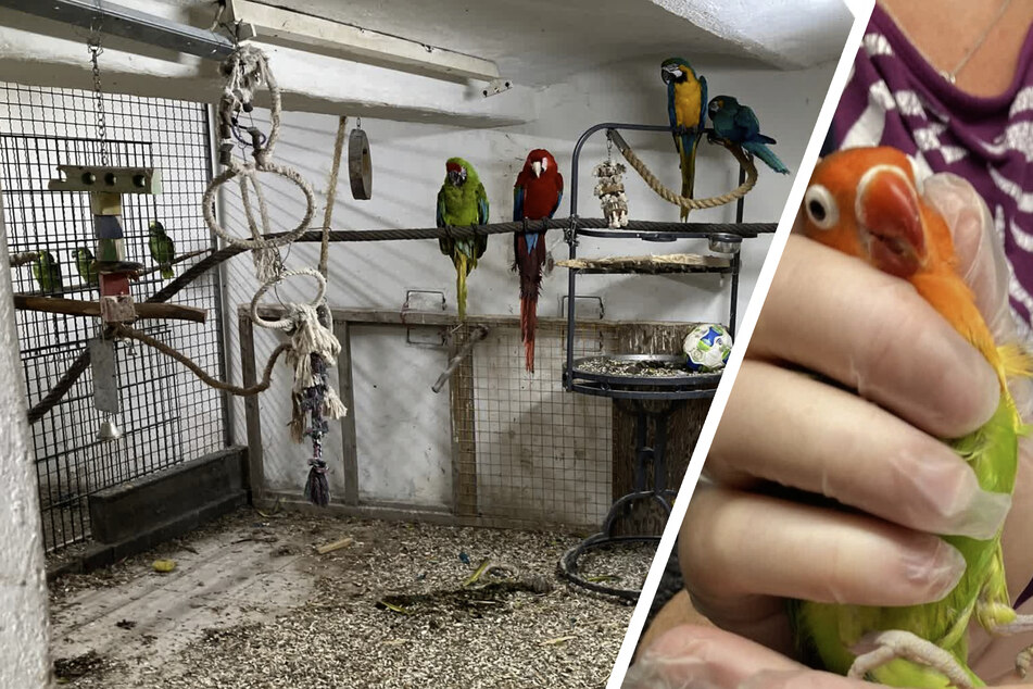Artenschutz-Chaos in Einfamilienhaus: 60 Tiere auf engstem Raum!