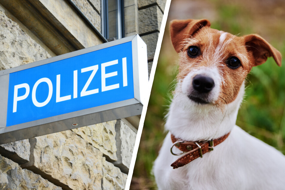 Dresden: Tierischer Einsatz für Busfahrer: Jack Russel Terrier läuft plötzlich über die Straße