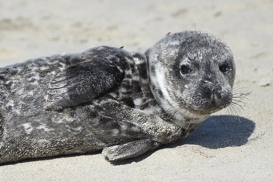 Sin la ayuda de la fotógrafa, la pequeña foca se habría convertido en alimento para orcas. (Foto simbólica)