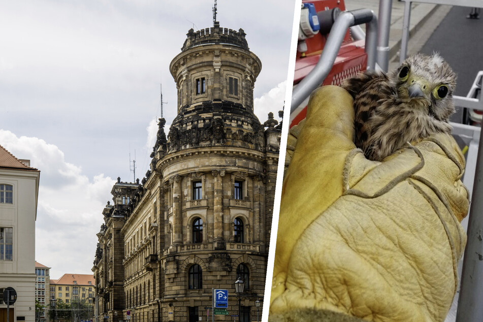 Dresden: Zum Piepen! Feuerwehr rettet kleinen Falken vom Dach der Polizeidirektion
