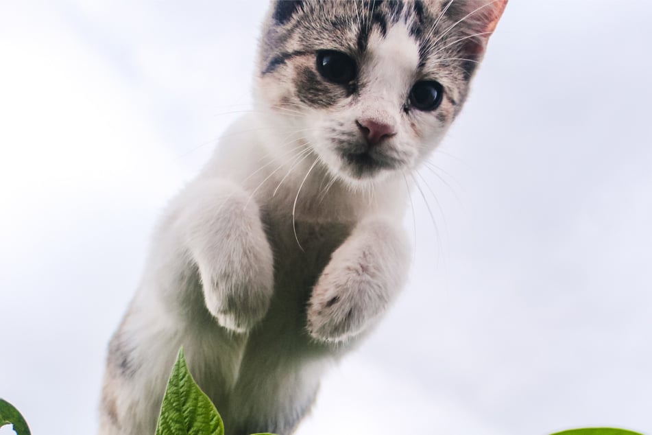 Your cat can jump pretty far, so it's best to be careful.
