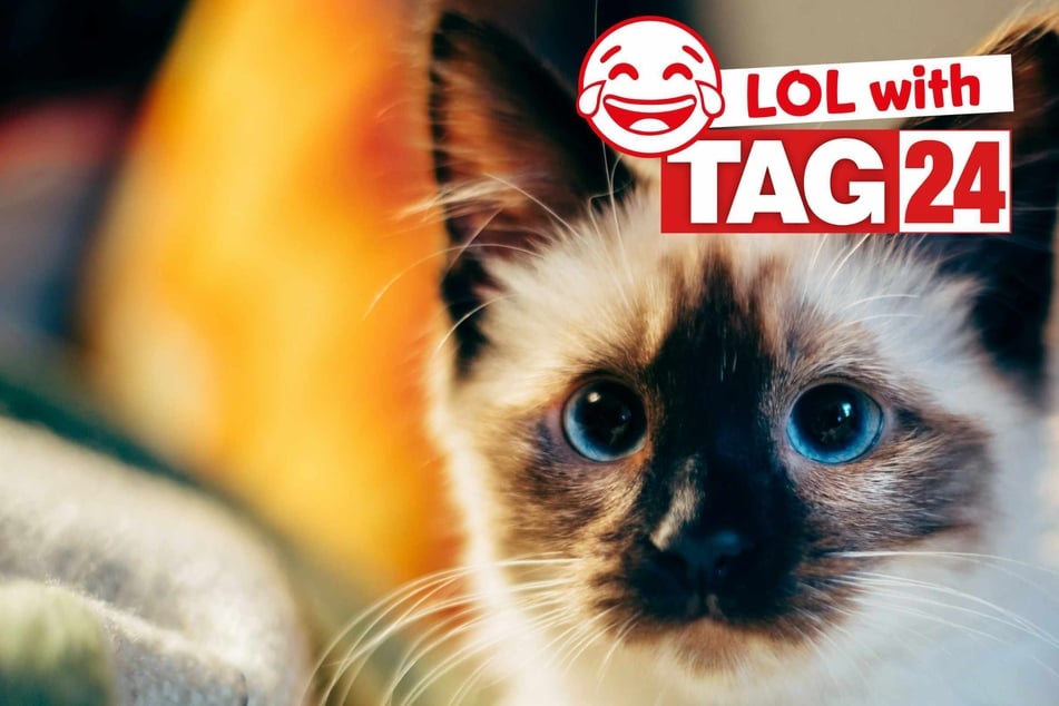 Joke of the Day for November 1, 2025: A kitty silly for Caturday.