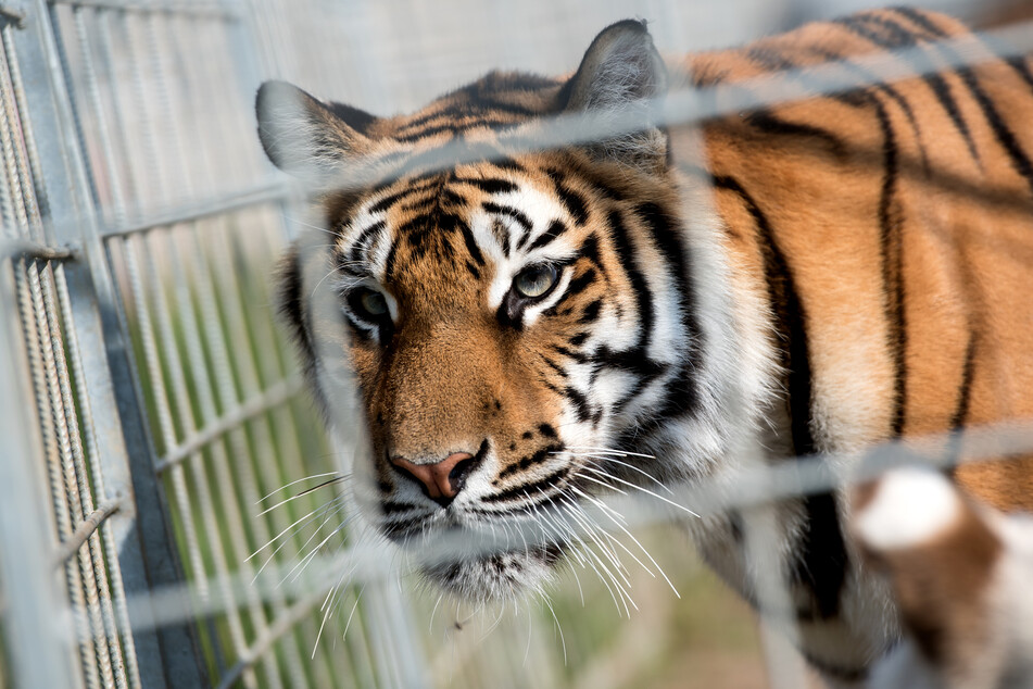 Für viele Tiere ist das Leiden noch nicht zu Ende.