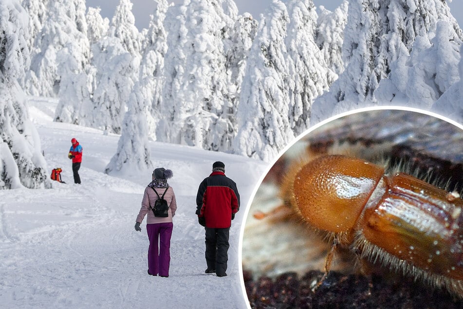 Forst-Experten sicher: Der fiese Borkenkäfer hat diesen Frostwinter überlebt