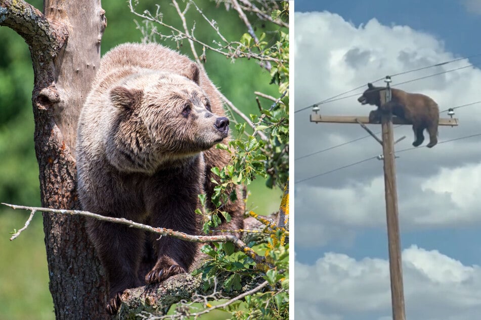 Der Bär balancierte hilflos auf dem Strommast und kam nicht mehr von alleine herunter.