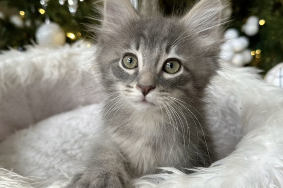 This little rescue kitten named Mike Ross is looking for a forever home after he was rescued from the cold.