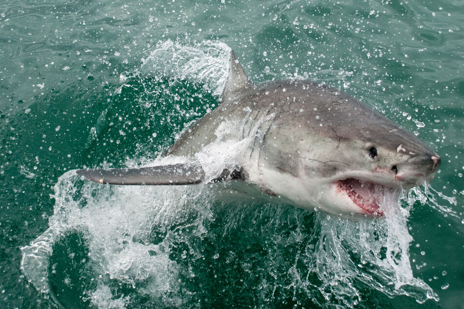A shark rammed into Eugene Finney while he was swimming in the Pacific Ocean (stock image).