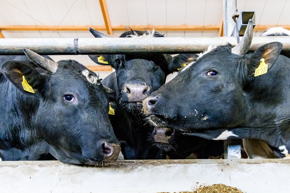 Shamonda-Virus in Sächsischer Schweiz nachgewiesen: Das müssen Rinderhalter jetzt wissen