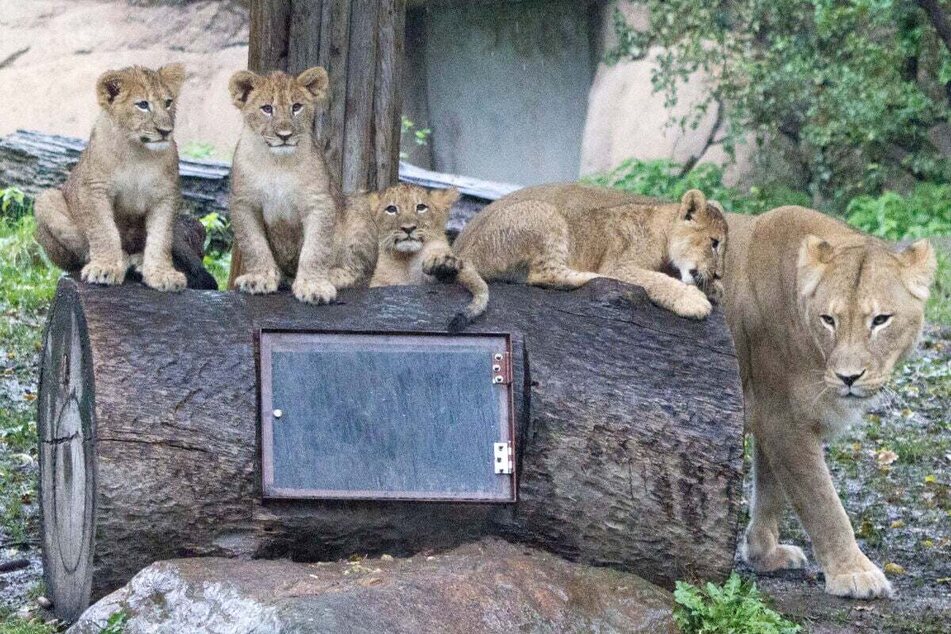 Stolz und aufgeweckt präsentieren sie sich inzwischen schon, die vier Mini-Löwen aus dem Zoo Leipzig, hier zusammen mit Mama Kigali.