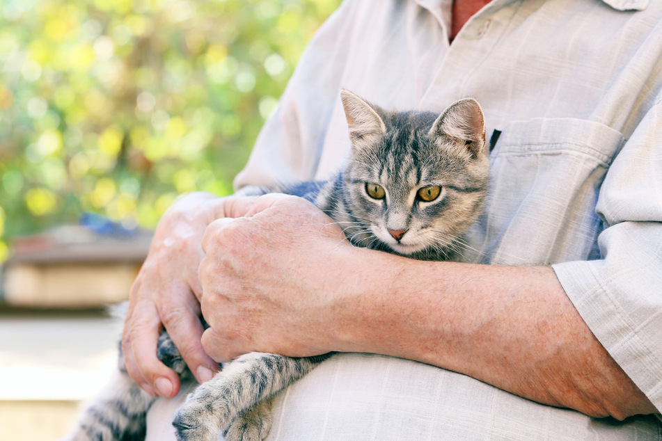 30 bis 50 Prozent aller Hunde und Katzen sind irgendwann in ihrem Leben von Arthritis betroffen. (Symbolfoto)