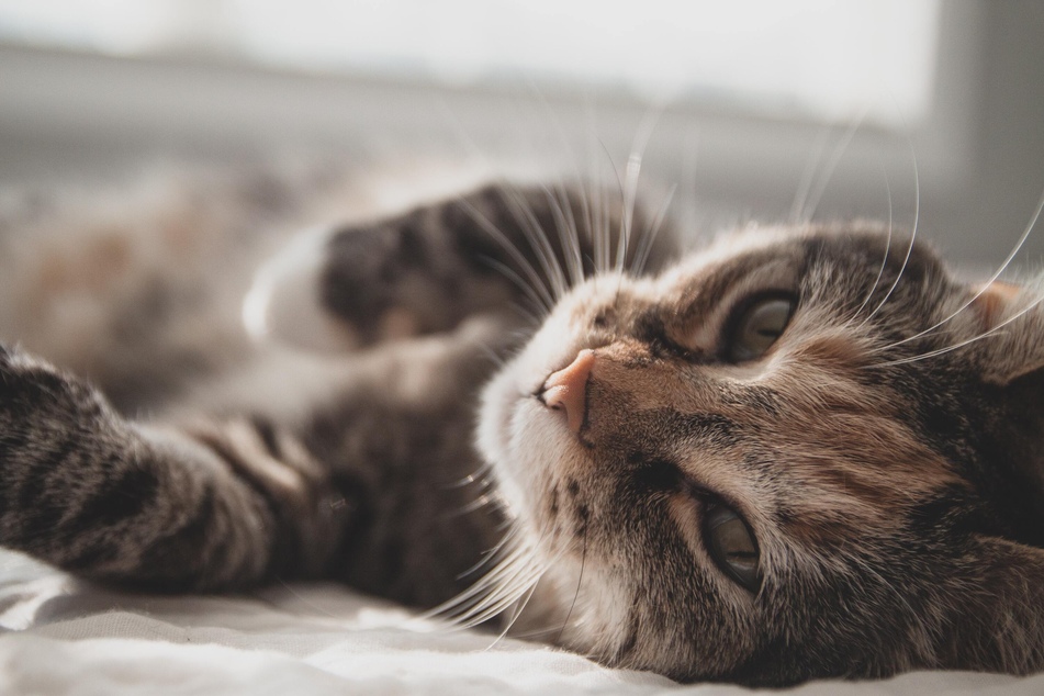 Katzen-Erziehung kann Stress vorbeugen und den Alltag erleichtern.