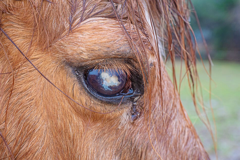 In der Schweiz wollte ein Tierarzt ein krankes Pferd mit Pflanzenheilkunde und Homöopathie statt wissenschaftliche Medizin behandeln. (Symbolbild)