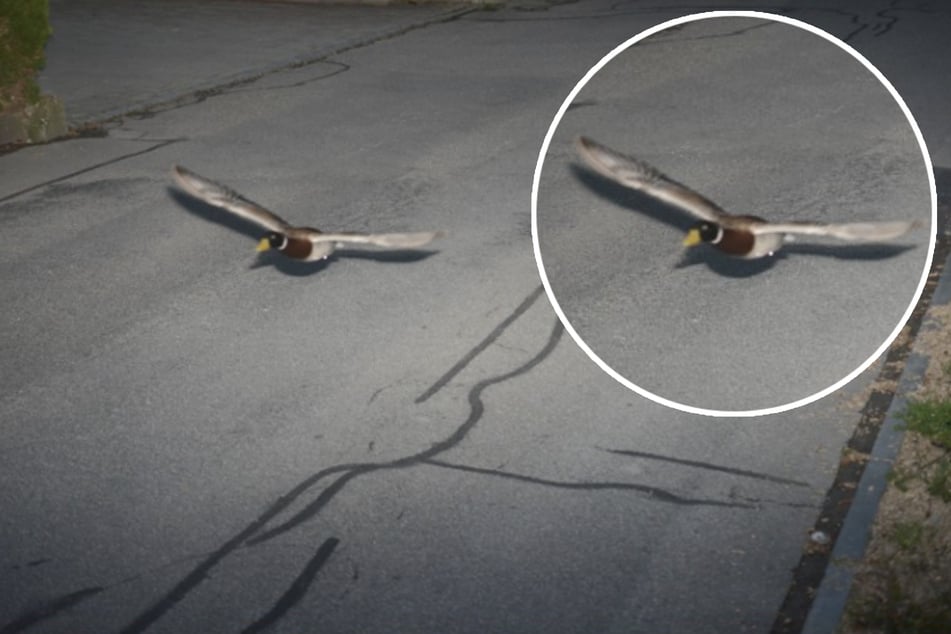 Fake oder echt? Ungewöhnlicher Raser wird mit 22 km/h zu viel auf dem Tacho geblitzt