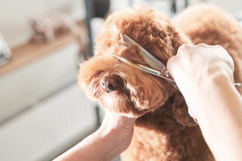 Besitzerin in Schockstarre: Besuch beim Hunde-Friseur nimmt dramatische Wendung