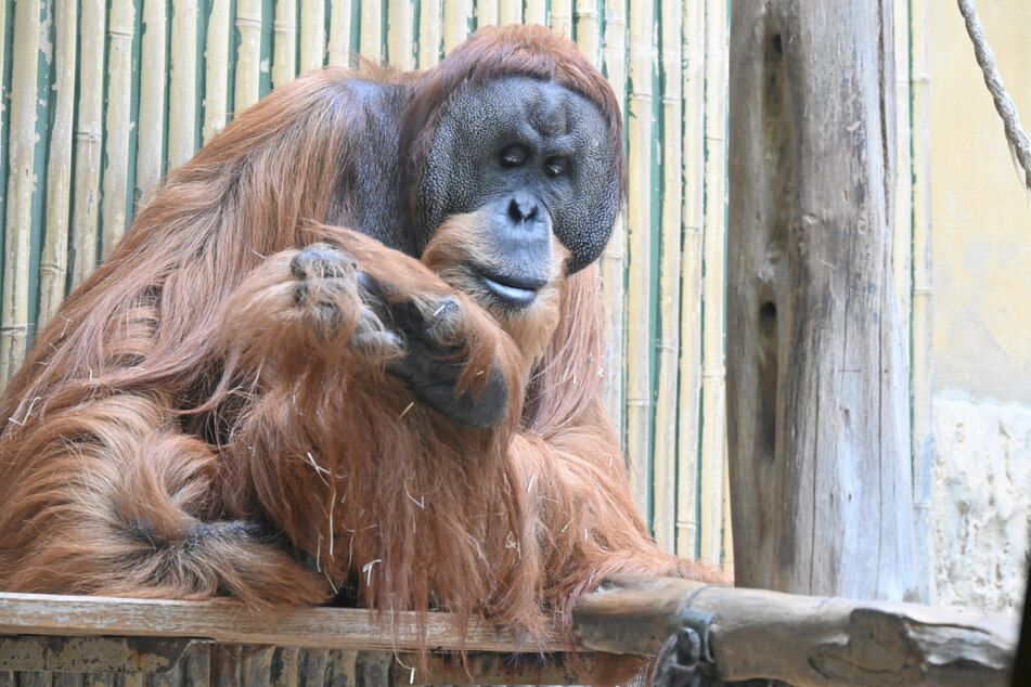 Die Orang-Utans dürfen auf ein neues Zuhause hoffen - wann sie umziehen können, ist aber noch offen.