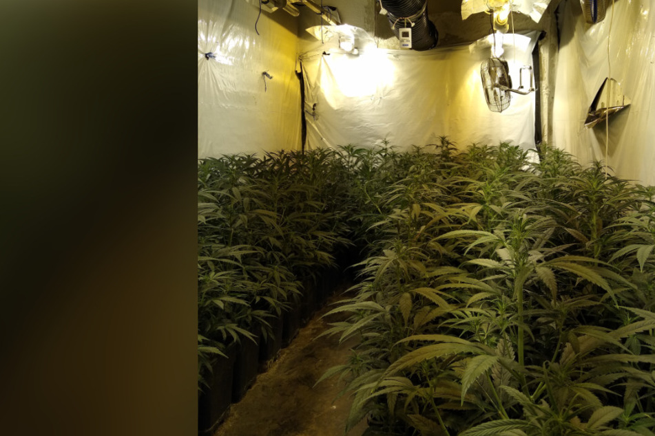 Polizei entdeckt große Cannabis-Plantage auf "Hells Angels"-Anwesen