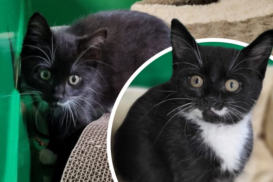 Mit Flasche aufgezogen: Söckchen sucht ein liebevolles Zuhause