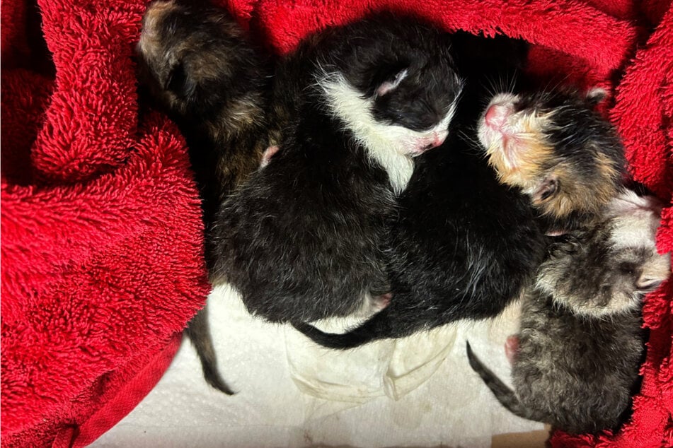 Die Kitten hätten ohne die Hilfe der Polizei und der Tierschützer keine Überlebenschance gehabt.