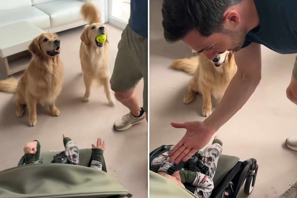 Dogs Ellie and Emma are here to show their little bro how it's done.