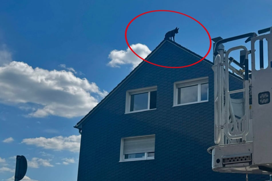 Schäferhund steht auf Hausdach! Feuerwehr bringt Sprungpolster in Position