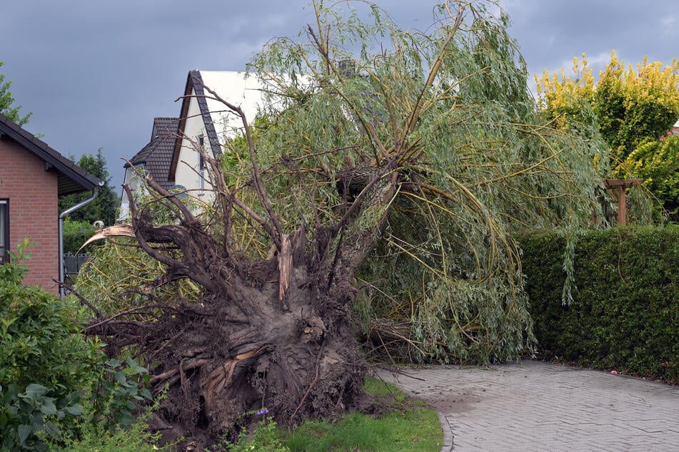 Das Unwetter hinterließ in Cottbus unter anderem entwurzelte Bäume.