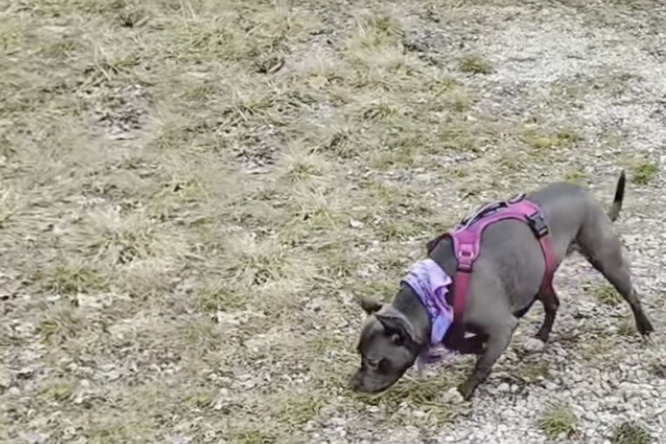 Una mujer enseña a su perro el lugar donde murió su amo: la reacción del animal es desgarradora