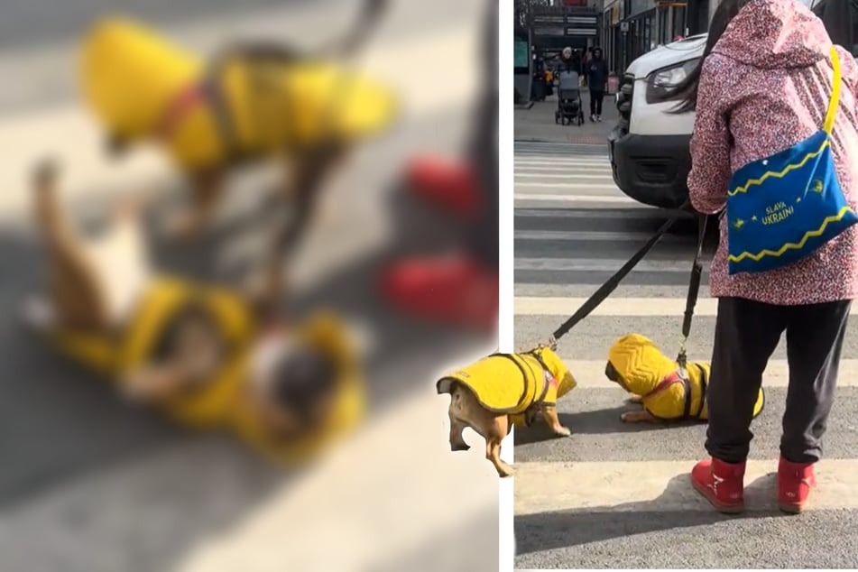 Dog chaos on the street: what these Frenchies do is just too funny