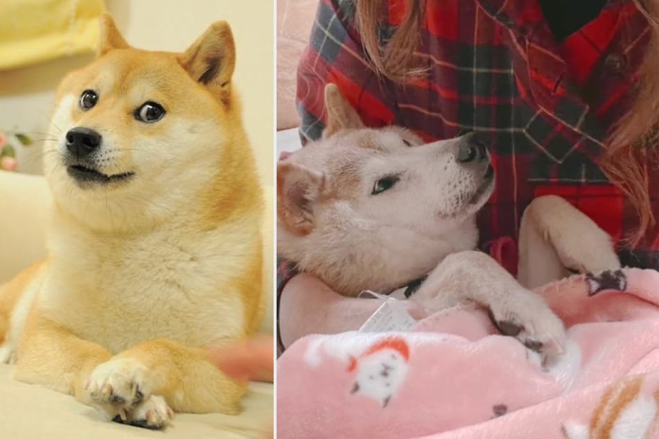 Dog of Dogecoin fame gets huge health hit and an outpouring of love