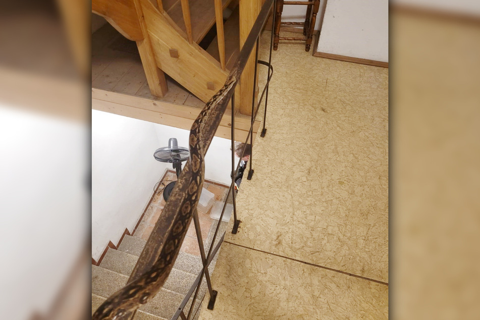 Die acht im Treppenhaus ausgesetzten Schlangen waren bis zu einem Meter lang!